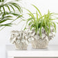 8.5 Top Fine Ceramic Blooming Planter