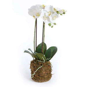 CC 23" Phalaenopsis Drop-in