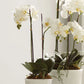 CC 23" Phalaenopsis Drop-in