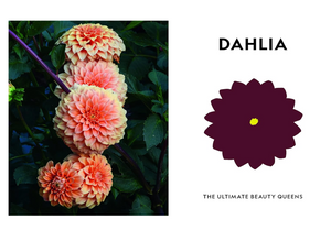 Super Bloom: A Field Guide to Flowers for Every Gardener