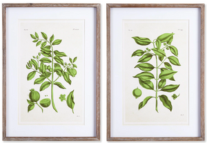 Guava Prints Set of 2