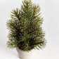 Small potted Christmas tree on a white background