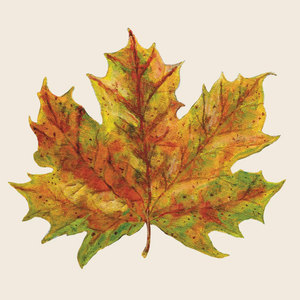 Autumnal maple leaf on a beige background