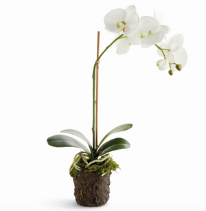 Phalaenopsis Drop In 21"