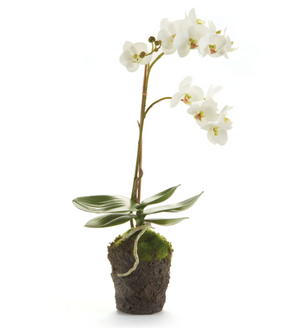 Phalaenopsis 17" Drop In White Orchid