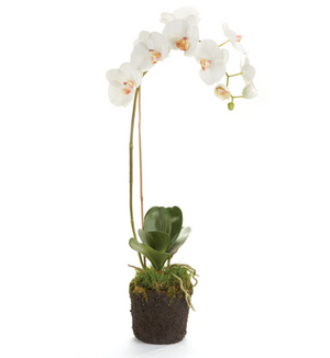 Phalaenopsis 26" Orchid Drop In