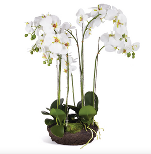 Phalaenopsis Drop- In 31.5"
