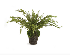 Boston Fern 16" Drop-In