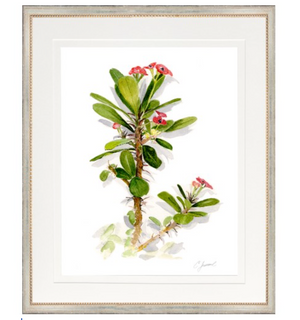 Botanical 5 (Crown of Thorns) with Silver 18x22