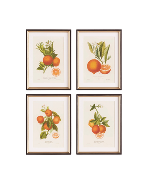 Citrus Cutting Study Set of 4