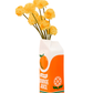 Rise and Shine Vase, Orange Juice